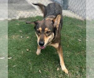 German Shepherd Dog-Unknown Mix Dogs for adoption in Texas City, TX, USA