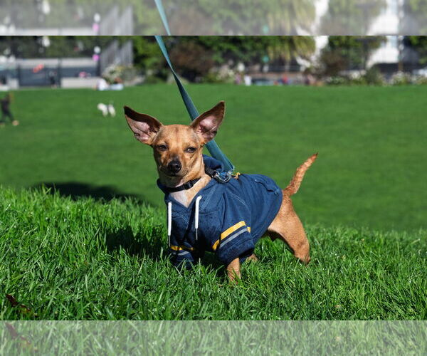 Medium Photo #4 Chiweenie Puppy For Sale in San Francisco, CA, USA