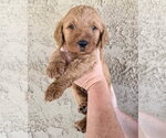 Small #2 Goldendoodle
