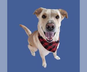 Labrador Retriever Dogs for adoption in Bakersfield, CA, USA