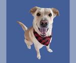 Small Labrador Retriever
