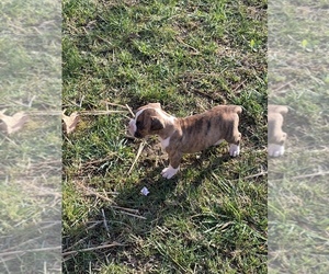 Boxer Puppy for sale in LEWISBURG, WV, USA