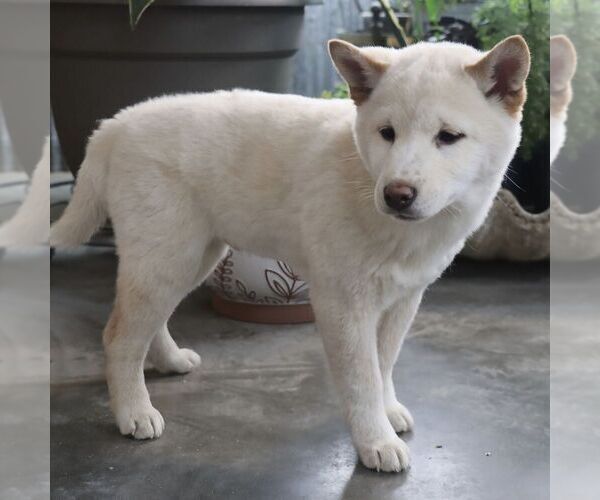 Medium Photo #2 Shiba Inu Puppy For Sale in CHARLES CITY, IA, USA