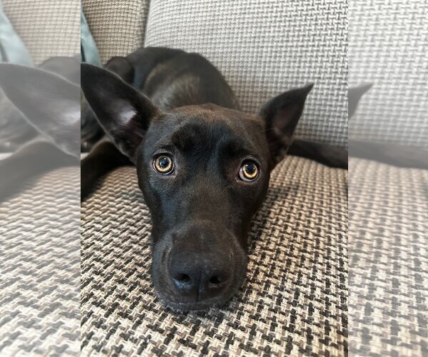 Medium Photo #3 Australian Kelpie-Labrador Retriever Mix Puppy For Sale in Newport Beach, CA, USA