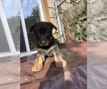 Small Photo #14 German Shepherd Dog Puppy For Sale in UNIVERSITY PL, WA, USA
