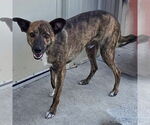 Small #2 Mountain Cur-Whippet Mix