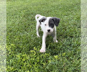 American Staffordshire Terrier-Unknown Mix Dogs for adoption in Holly Springs, NC, USA