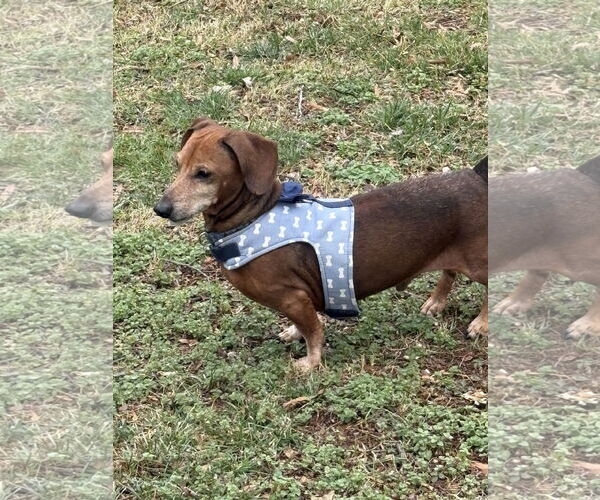 Medium Photo #3 Dachshund Puppy For Sale in Fruitland, SC, USA