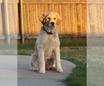 Eloise - Female Great Pyrenees-Unknown Mix Dog for Adoption - Small photo