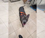 Small #1 Blue Lacy Mix
