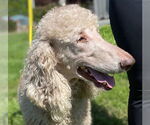 Small #5 Poodle (Standard)