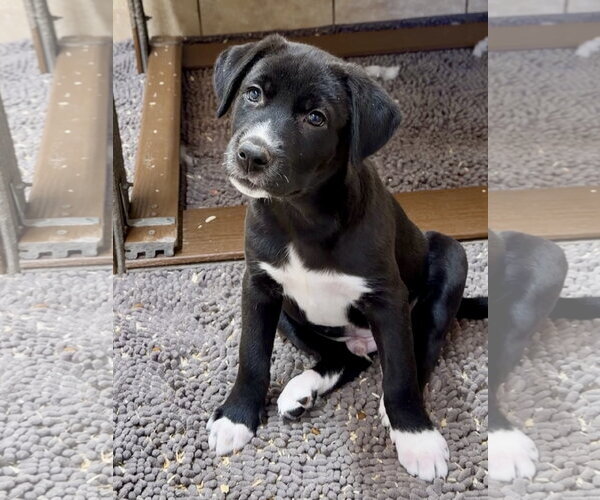 Medium Photo #1 Australian Shepherd-Unknown Mix Puppy For Sale in Green Forest, AR, USA