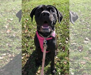 Marvel - Female Mutt Dog for Adoption - Photo #9