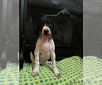 Puppy Orange German Shorthaired Pointer