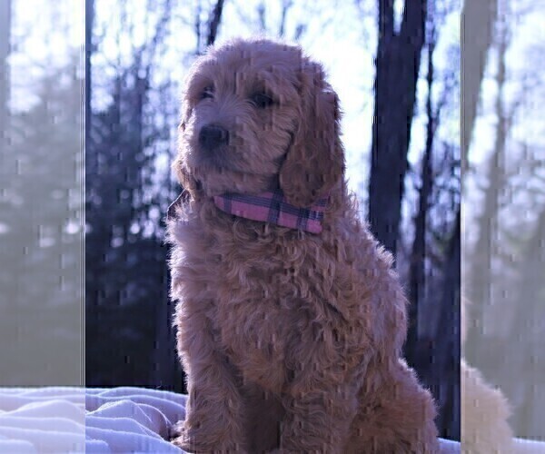 Medium Photo #11 Goldendoodle Puppy For Sale in ROUGEMONT, NC, USA