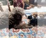 Small Photo #87 Aussiedoodle Puppy For Sale in ASHEVILLE, NC, USA