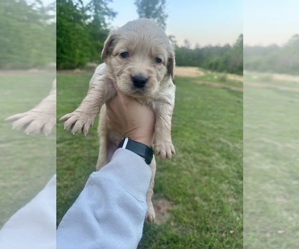 Medium Photo #30 Golden Retriever Puppy For Sale in CONCORD, VA, USA
