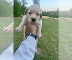 Small Photo #30 Golden Retriever Puppy For Sale in CONCORD, VA, USA