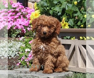 Poodle (Miniature) Puppy for sale in QUARRYVILLE, PA, USA