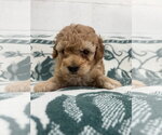 Small Poodle (Miniature)