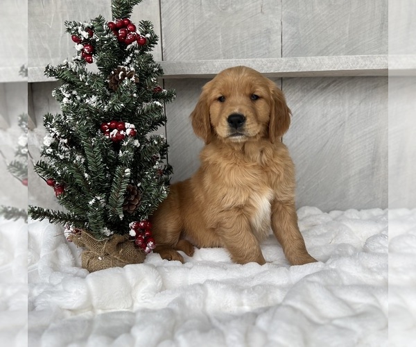Medium Photo #2 Golden Retriever Puppy For Sale in FREDERICKSBURG, OH, USA
