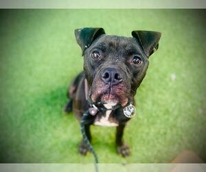 Boxer-Bullmastiff Mix Dogs for adoption in Orlando, FL, USA