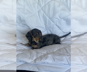 Dachshund Puppy for sale in SAN CLEMENTE, CA, USA