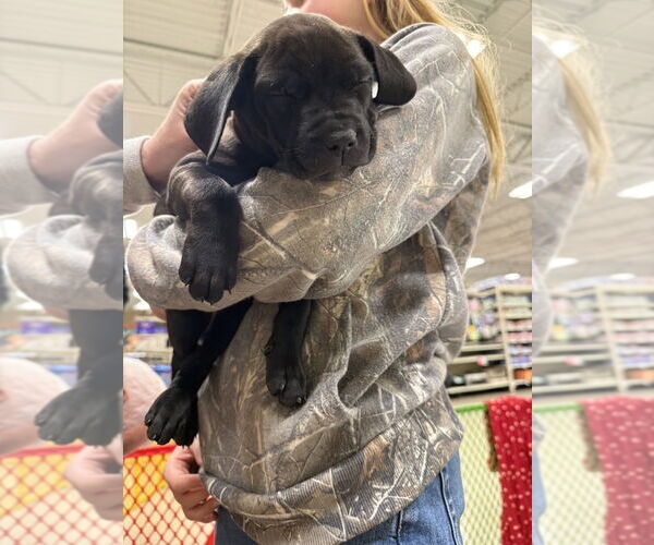 Medium Photo #3 Golden Retriever-Unknown Mix Puppy For Sale in Wenonah, NJ, USA