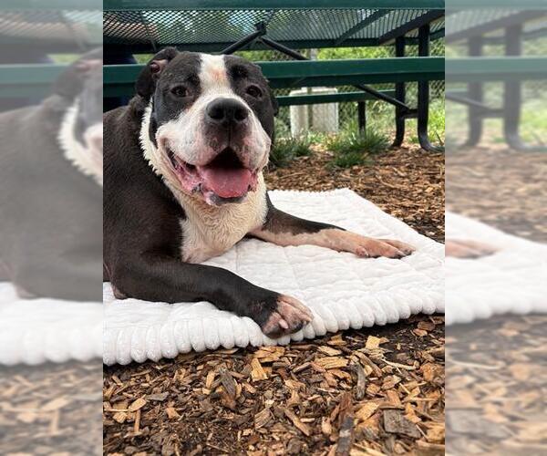 Medium Photo #1 American Pit Bull Terrier Puppy For Sale in Waterford, VA, USA