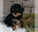 Small #2 Shih-Poo