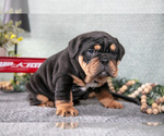 Small #1 Victorian Bulldog