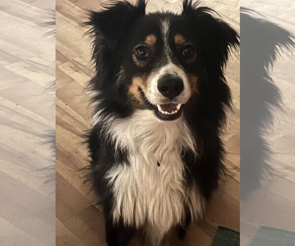Medium Photo #2 Australian Shepherd Puppy For Sale in Denver , CO, USA