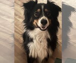 Small #1 Australian Shepherd