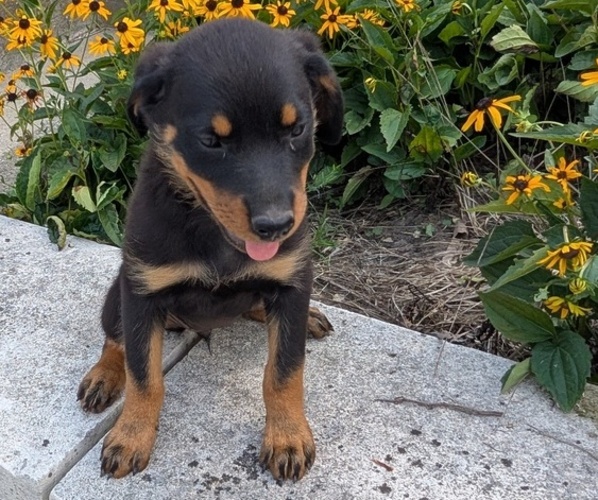 Medium Photo #6 Rottweiler Puppy For Sale in GOSHEN, IN, USA