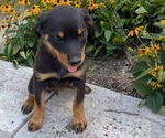 Small #5 Rottweiler