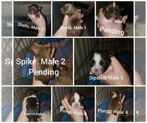 Shih Tzu Puppy for sale in PATTON, PA, USA