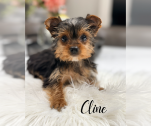 Yorkshire Terrier Puppy for sale in ADDISON, IL, USA