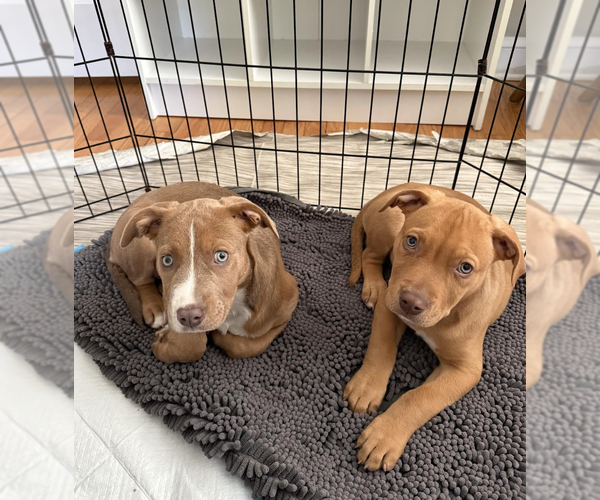 Medium Photo #6 Labrador Retriever-Unknown Mix Puppy For Sale in Rockville, MD, USA