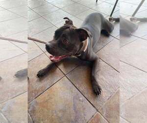 Elliot - Male Mutt Dog for Adoption - Photo #63