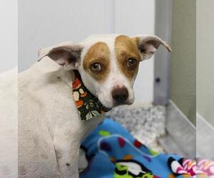 Mutt Dogs for adoption in San Antonio, TX, USA