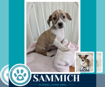 Small #1 Beagle Mix