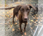 Rubirosa - Female Mutt Dog for Adoption - Small photo