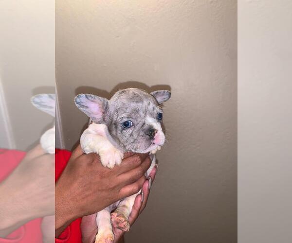 Medium Photo #8 French Bulldog Puppy For Sale in FAIRFIELD, CA, USA