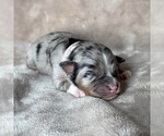 Puppy Petal Australian Shepherd