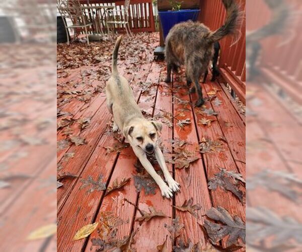 Medium Photo #3 Chihuahua-Unknown Mix Puppy For Sale in Spring Lake, NC, USA