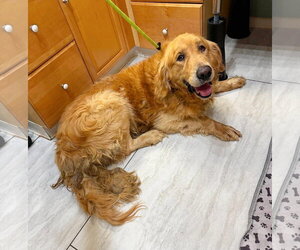 Golden Retriever Dogs for adoption in Benton, LA, USA