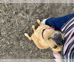 Small #11 Labrador Retriever Mix