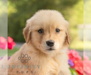 Golden Retriever Puppy for sale in NEWPORT, PA, USA