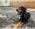 Small #2 Rottweiler Mix