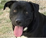 Small Labrador Retriever Mix